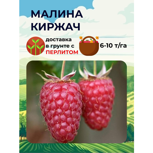 Малина красная Киржач ( 1-2 года 20-40 см С2 ) 1367р