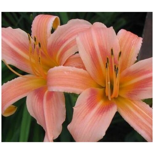     (Hemerocallis) /10-20 ./2 /2/ () 629