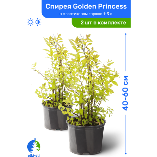 Спирея японская Golden Princess (Голден Принцесс) 40-60 см в пластиковом горшке 1-3 л, саженец, лиственное живое растение, комплект из 2 шт 2990р