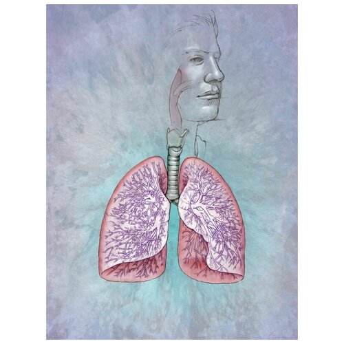     (Lungs) 30. x 40. 1220