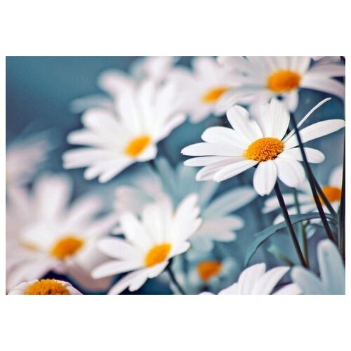     (Daisies) 1 71. x 50. 2580