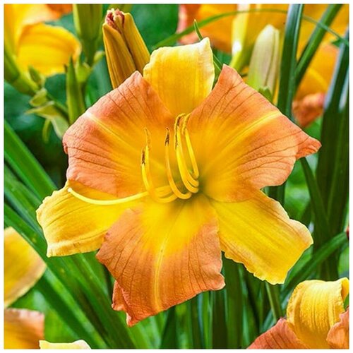      (Hemerocallis hybrid) /20-30 ./2 /2/ () 821