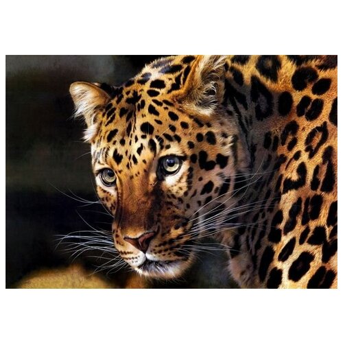     (Leopard) 2 57. x 40. 1880