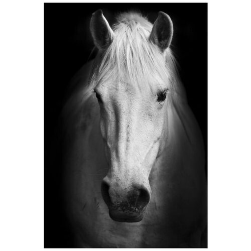    (Horse) 13 40. x 60. 1950