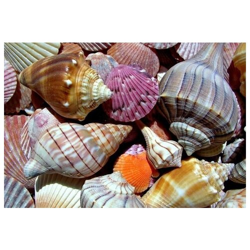     (Shells) 2 73. x 50. 2640