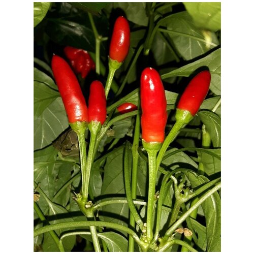    Piri-piri / - / African birds eye / African Devil /   , 5  288