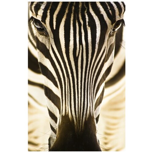     (Zebra) 9 50. x 77. 2740