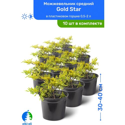 Можжевельник средний Gold Star (Голд Стар) 30-40 см в пластиковом горшке 0,5-2 л, саженец, хвойное живое растение, комплект из 10 шт 12950р