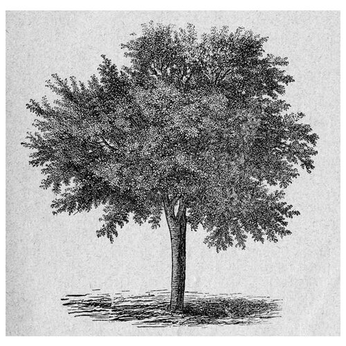     (Tree) 33 31. x 30. 1040