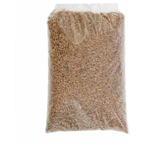 Семена Пшеница, 0,3 кг 108р