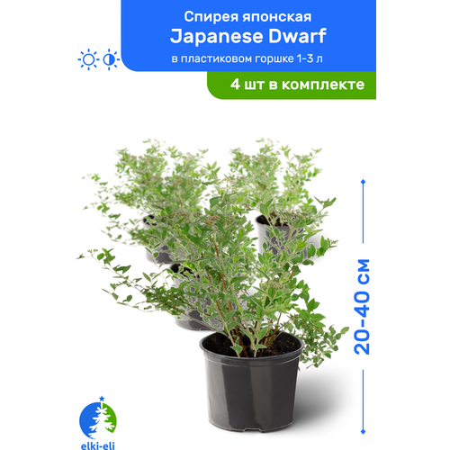 Спирея японская Japanese Dwarf (Джапаниз Дварф) 20-40 см в пластиковом горшке 1-3 л, саженец, лиственное живое растение, комплект из 4 шт 5176р