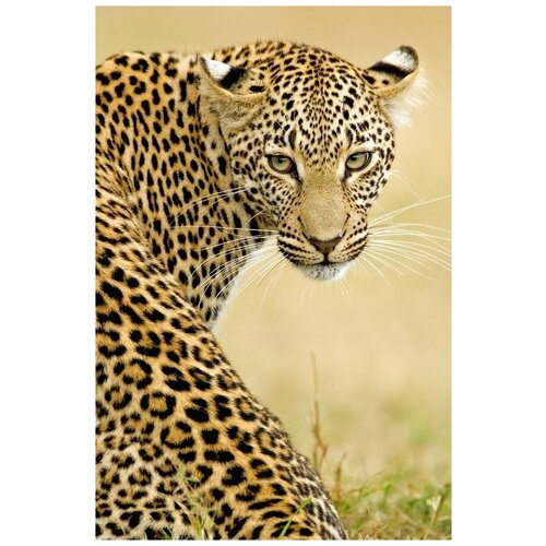     (Leopard) 10 30. x 45. 1340