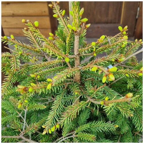 ��� ������������ ����� (Picea abies Ko?ca) h 40-60 4500�