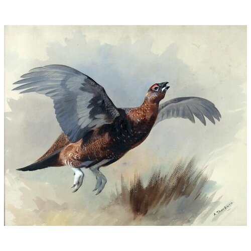     (Pheasant) 3 60. x 50. 2260