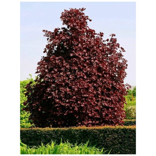   Crimson King (. Acer platanoides )  20 350