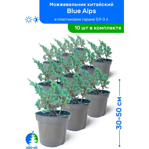 Можжевельник китайский Blue Alps (Блю Альпс) 30-50 см в пластиковом горшке 0,9-3 л, саженец, хвойное живое растение, комплект из 10 шт 17500р