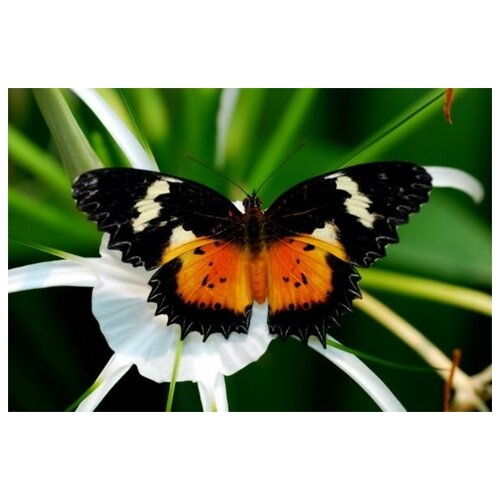     (Butterfly) 12 45. x 30. 1340