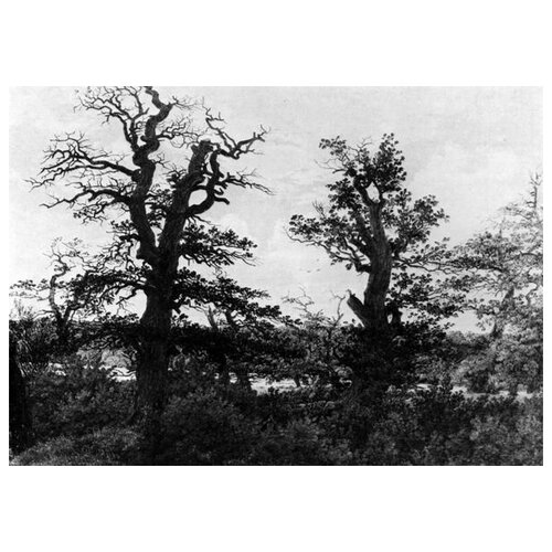     (Oaks)    70. x 50. 2540