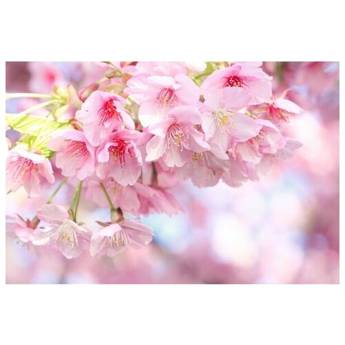     (Sakura) 16 45. x 30. 1340