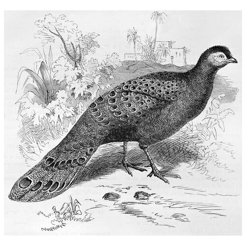     (Peacock) 7 53. x 50. 2080