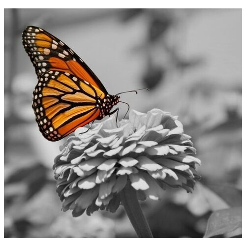       (Butterfly on a flower) 52. x 50. 2040