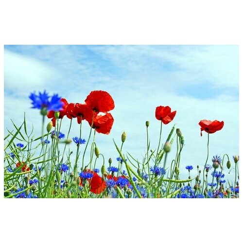        (Flowers in the field 77. x 50.,  2740   
