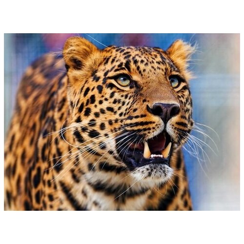     (Leopard) 8 67. x 50. 2470