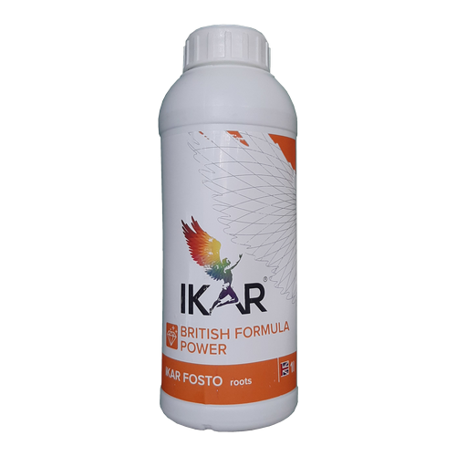 ���� ����� ���� (IKAR FOSTO Roots) ���������� ����������������, 1 � 3799�