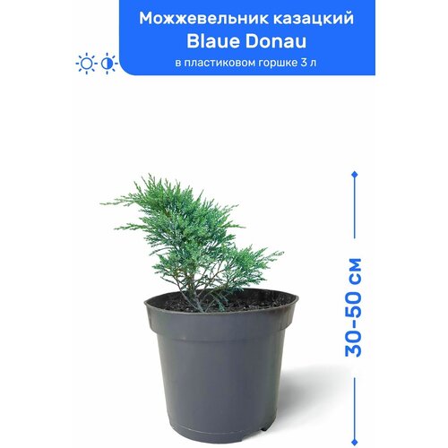 Можжевельник казацкий Blaue Donau (Блю Донау) 30-50 см в пластиковом горшке 0,9-3 л, саженец, хвойное живое растение 2150р