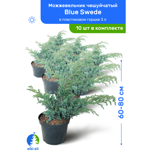 Можжевельник чешуйчатый Blue Swede (Блю Свид) 60-80 см в пластиковом горшке 3 л, саженец, хвойное живое растение, комплект из 10 шт 35500р