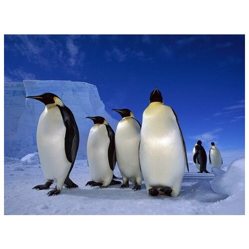      (Emperor penguins) 2 67. x 50. 2470