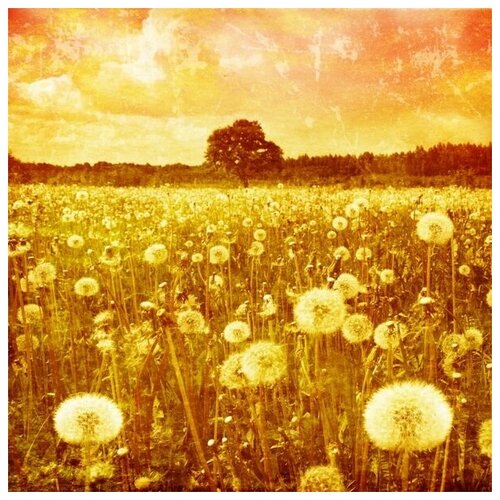      (Field of dandelions) 50. x 50. 1980