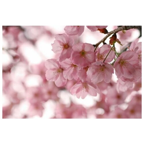 ������ �� ������ ����� (Flowers) �35 45��. x 30��. 1340�