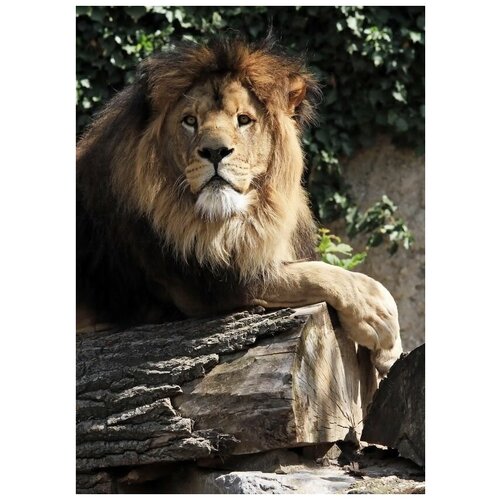     (Lion) 6 30. x 42. 1270