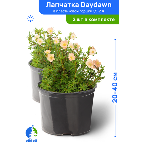 Лапчатка Daydawn (Дэйдаун) 20-40 см в пластиковом горшке 1,5-2 л, саженец, лиственное живое растение, комплект из 2 шт 2780р