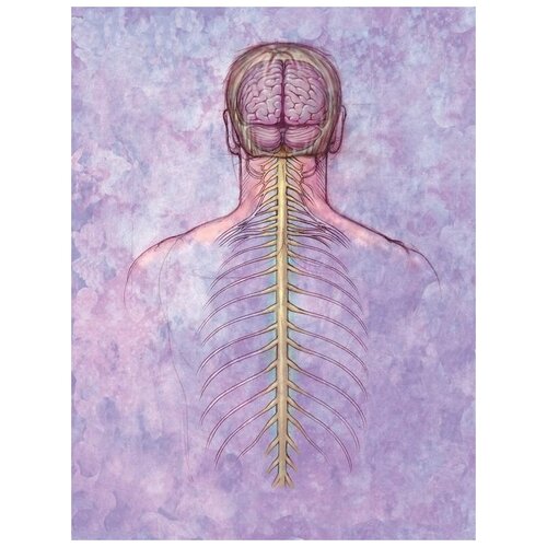 ������ �� ������ ������� ������� (Nervous system) 30��. x 40��. 1220�