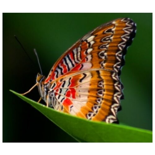 ������ �� ������ ������� (Butterfly) �7 58��. x 50��. 2200�