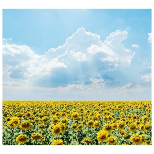       (A field of sunflowers) 44. x 40. 1580