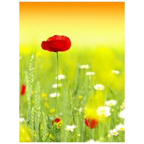     (Poppy) 1 30. x 40. 1220