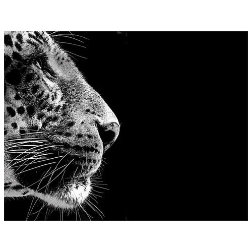     (Leopard) 12 52. x 40. 1760