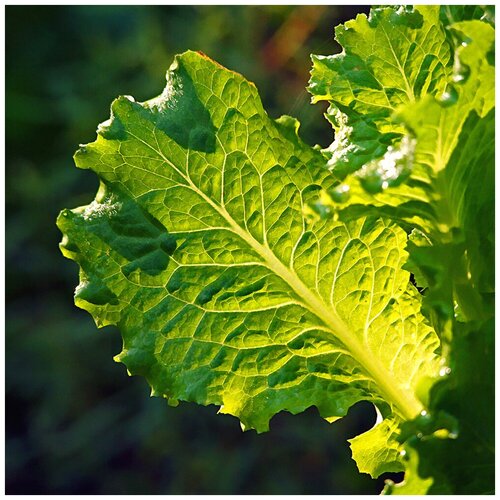 Салат листовой (лат. Lactuca sativa) семена 55шт 370р