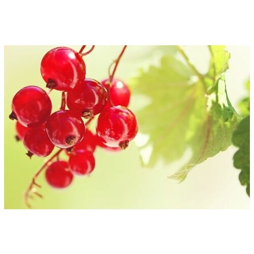     (Berries) 6 75. x 50. 2690