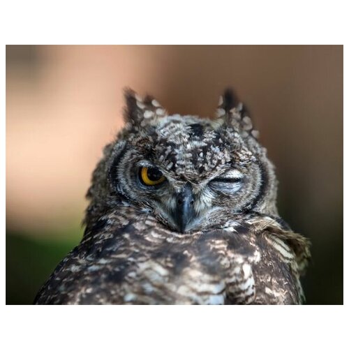     (Owl) 10 39. x 30. 1210