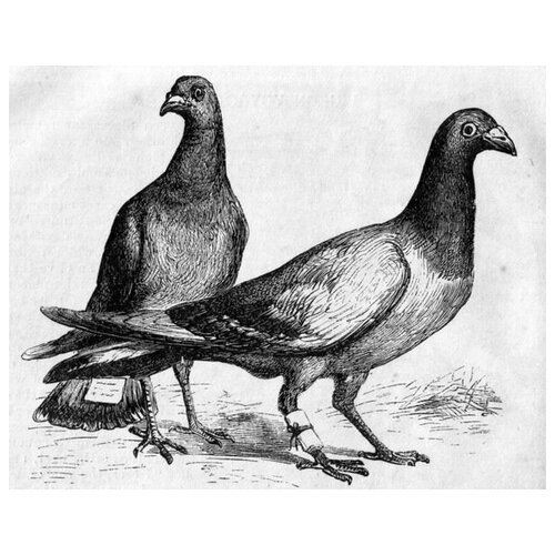 ������ �� ������ ������ (Pigeons) �3 38��. x 30��. 1200�