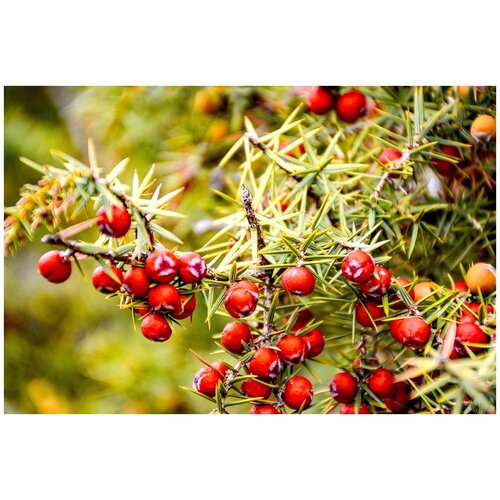 Можжевельник колючий - Можжевельник красный - Карандашное дерево (лат. Juniperus oxycedrus) семена 25шт 385р