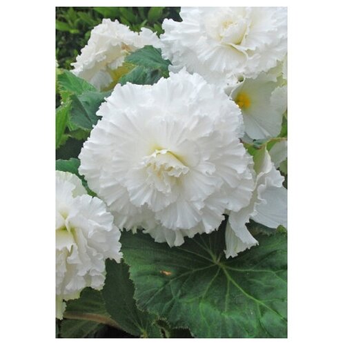  Ruffled White, 4/+ (1 .) 385