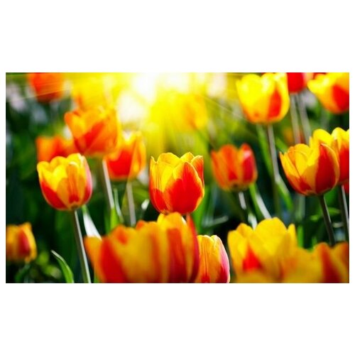     (Tulips) 1 49. x 30. 1420