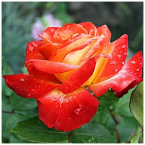 Роза флорибунда Пигаль 85 ( 40-60 см С5 ) 2979р