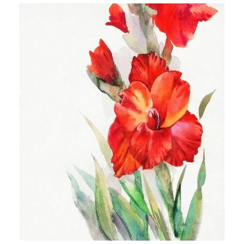     (Gladiolus) 30. x 35. 1120