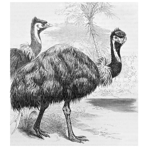     (Ostriches) 30. x 34. 1110